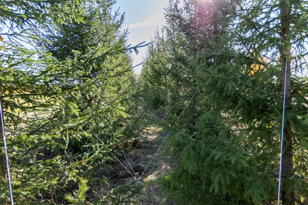 Более 500 метров живой изгороди: у городского кладбища высадили 350 елей